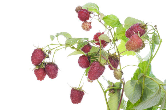Real raspberry on branches