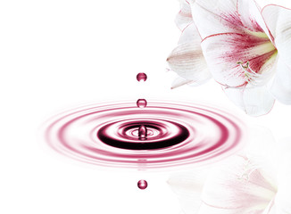 Wassertropfen mit Blume rosa