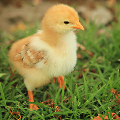 Little chick in a grass