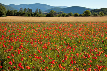 Provence : Champ de coquelicots