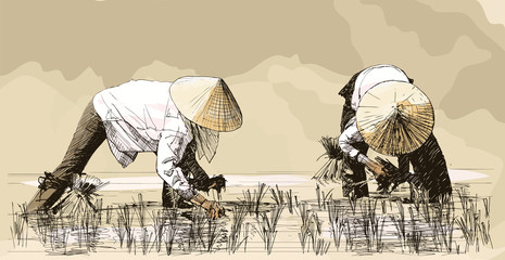 Two women harvesting rice in asia