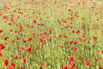 Fototapeta premium poppy field
