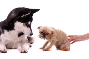 zwei Hund beim Kennenlernen