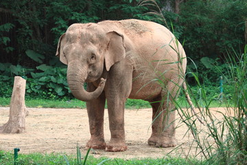 baby elephant in Guangzhou safari, China