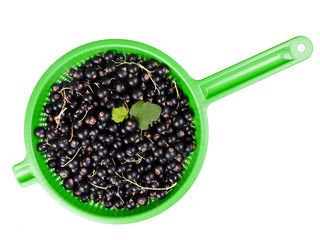 Blackcurrant harvest in green collander isolated over white