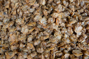 Dried oyster meat