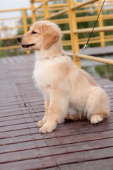 golden retriever