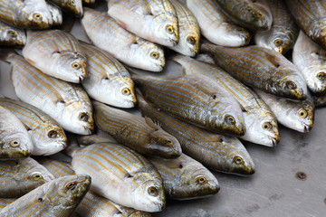 healthy seafood at the bazaar 5