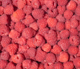 Many tasty fresh raspberry closeup