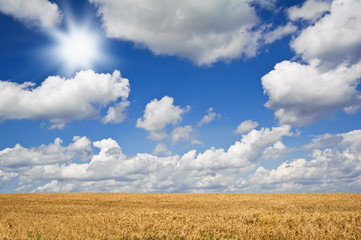 Obraz premium Weizenfeld unterm Himmel