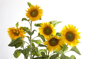 Fototapeta premium Sonnenblumen #1