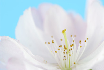 Fototapeta na wymiar Plum blossom