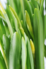 yellow daffodil buds