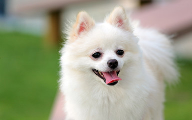 adorable white pomeranian