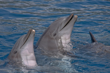 Dolphins