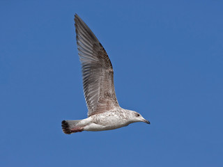 Young herring gull flying on the blue sky