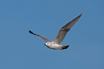 Young herring gull flying on the blue sky