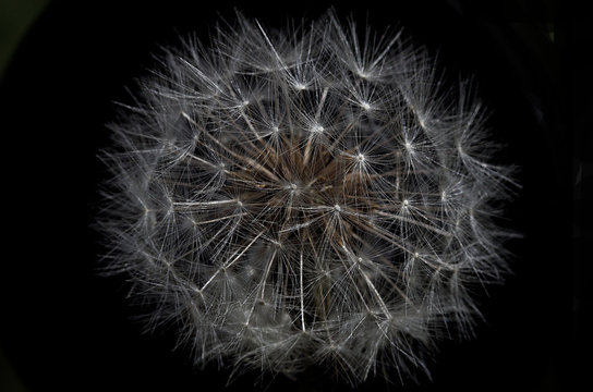Taraxacum (Dandelion)