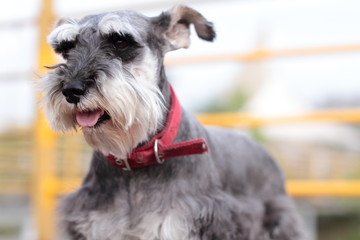 Schnauzer