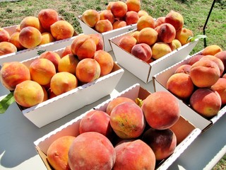 Fresh peaches