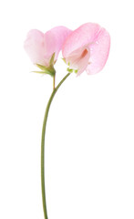 Obraz premium sweet pea flowers