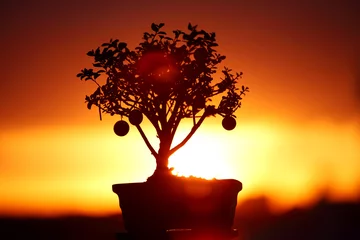 Fotobehang Bonsai bonsai  © yellowj