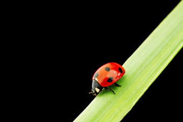 ladybug isolated on black