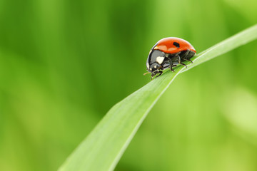 Fototapeta premium ladybug on grass