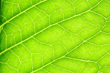 green leaf vein