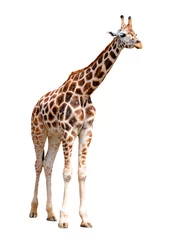 Papier peint photo autocollant rond Girafe girafes isolées