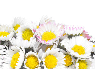 daisy isolated on  white background