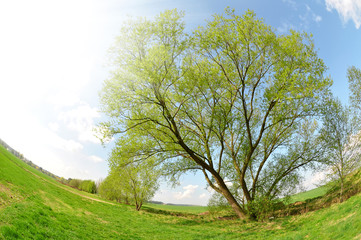 Spring landscape in the  Czech Republic