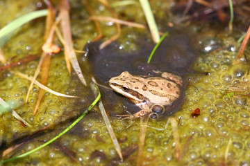 Western Chorus Frog (Pseudacris triseriata) © Wirepec