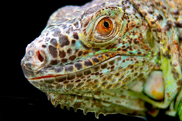 Fototapeta premium iguana lizard