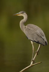Blue heron on a branch