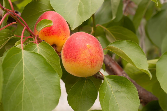 Ripe apricots on the tree's branch