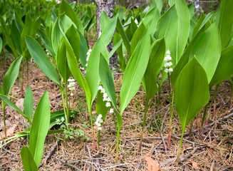 Fototapeta premium Lilies of the valley