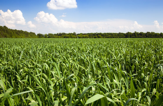 Agricultural field on which grow up cereals