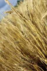Fototapeta premium Golden Wheat Ears Before The Harvest