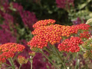 Garden detail - red, orange, and purple flowers