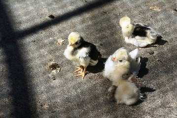 Poussins © LEGOS7365