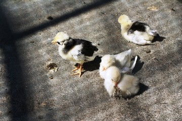 Poussins © LEGOS7365