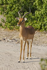 Schwarzfersenimpala