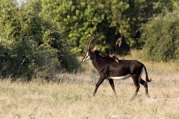 Rappenantilope