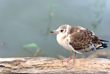 bird