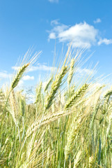 Fototapeta premium wheat
