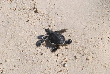 仔ガメ（アオウミガメ）