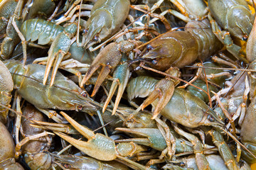 Crayfish.