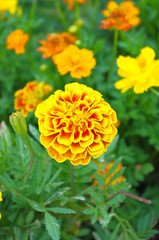 Marigold in flower garden