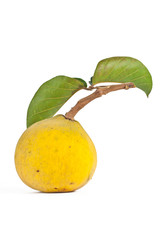 Santol fruit.